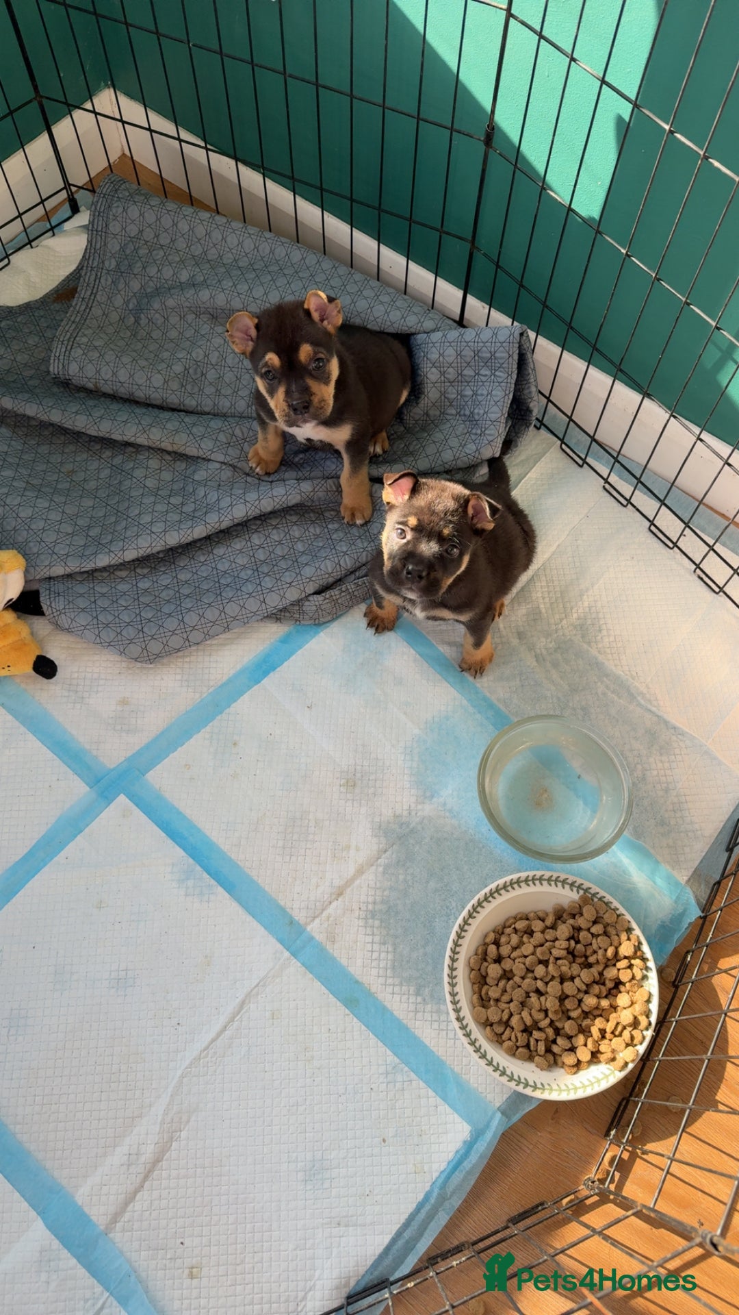 Mixed Breed dogs for sale: Beautiful Bulldog Cross Puppies - Image 1