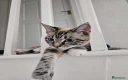 Mixed Breed cats for sale: 2 stunning cats looking for forever home  - Image 6