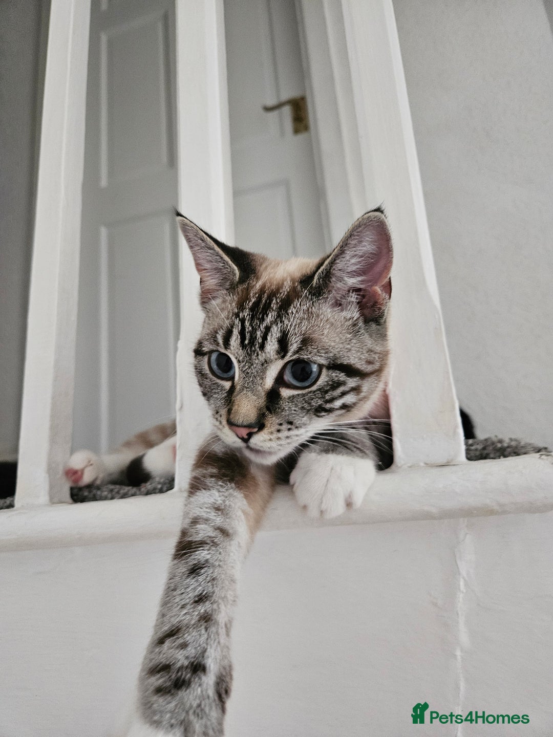 Mixed Breed cats for sale: 2 stunning cats looking for forever home  - Image 6