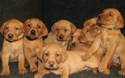 Labrador Retriever dogs for sale: Red Fox Labs : Health Checked-KC Reg-FTCH Pedigree - Image 4