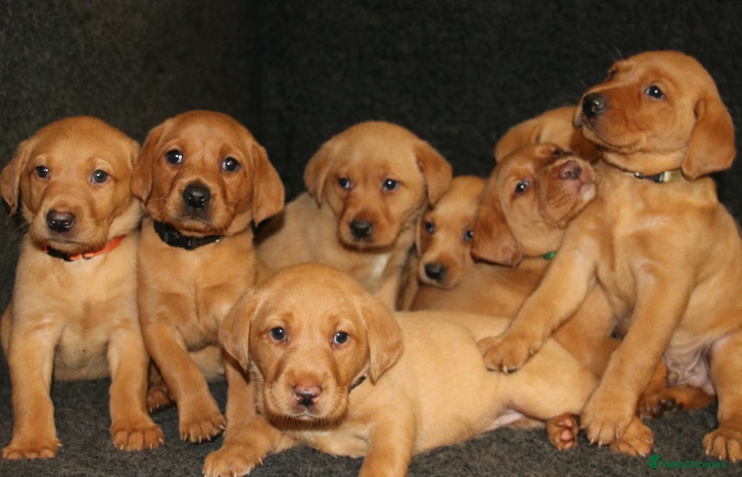 Labrador Retriever dogs for sale: Red Fox Labs : Health Checked-KC Reg-FTCH Pedigree - Image 4