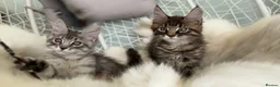 Maine Coon cats for sale: 1 ACTIVE TICA Registered Mainecoon kittens  - Advert 9