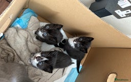 Mixed Breed cats for sale: 3 x Black and white tuxedo male kittens £200 each - Image 5