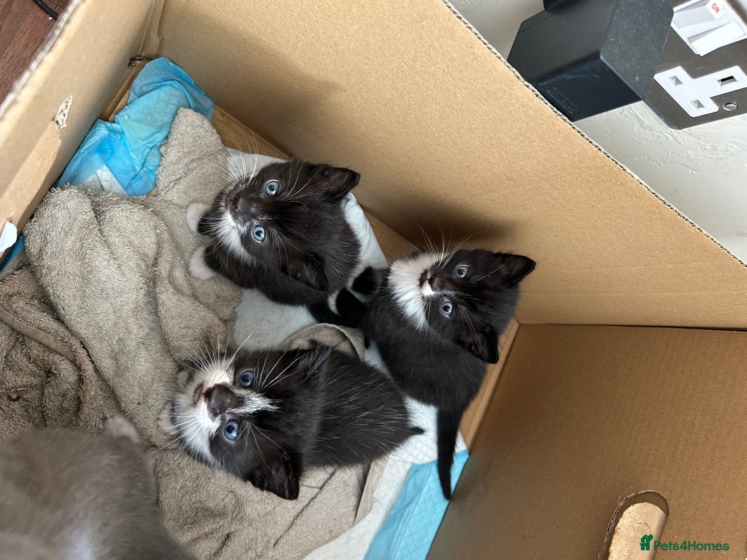 Mixed Breed cats for sale: 3 x Black and white tuxedo male kittens £200 each - Image 5