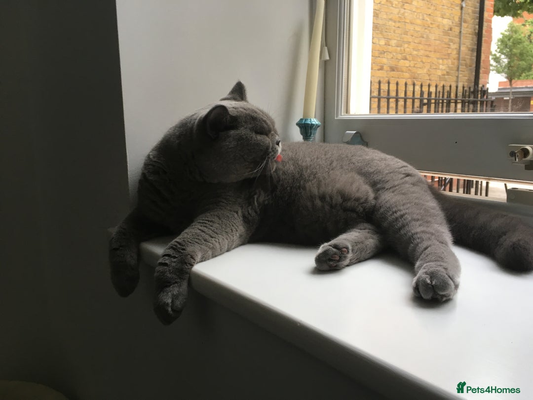 British Shorthair cats for sale: Beautiful Adult British Shorthair Male - Image 14