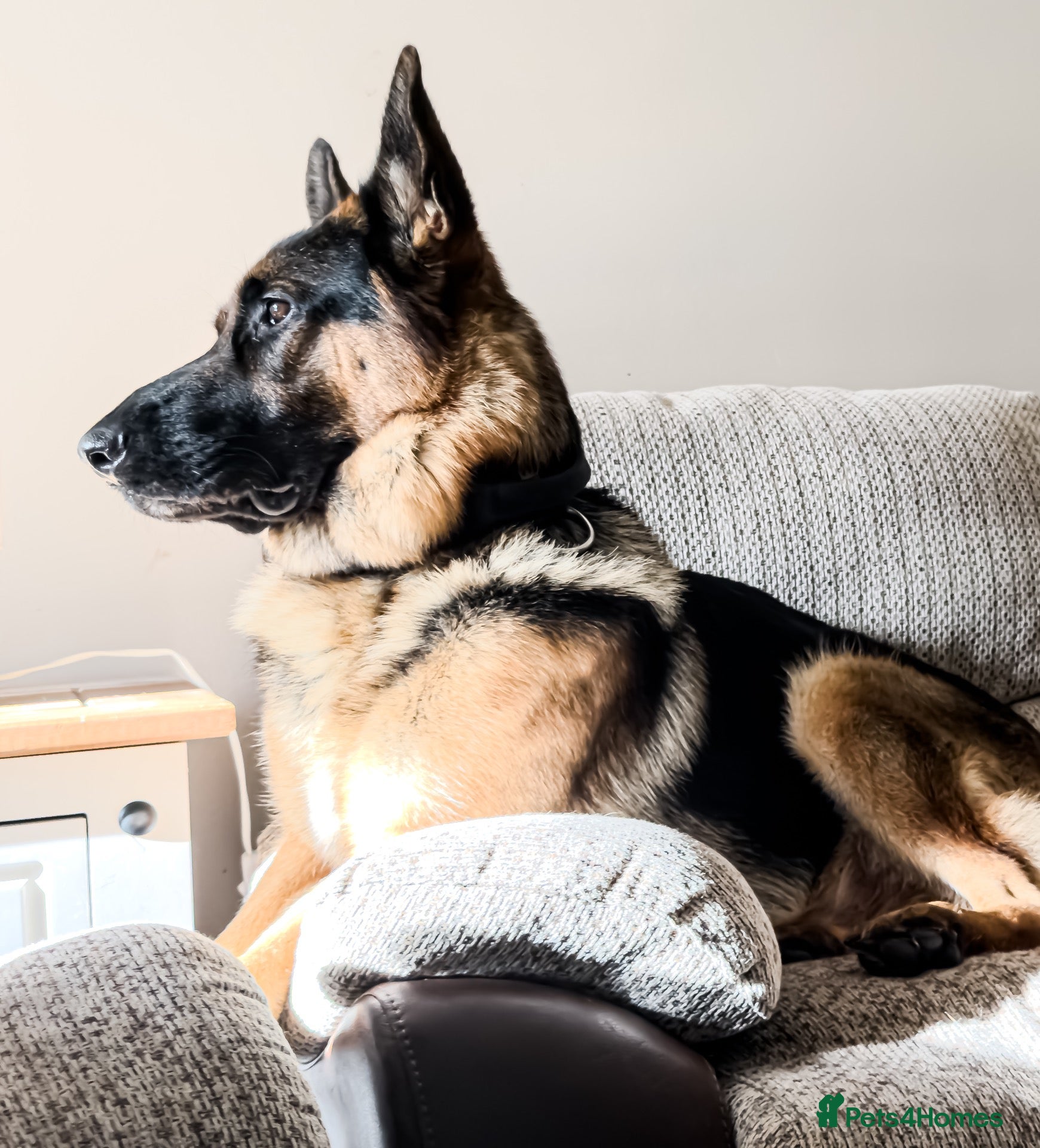 German Shepherd dogs Beautiful 2 year old  male German shepherd  - Advert 12