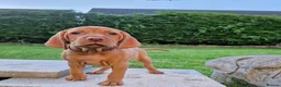 Hungarian Vizsla dogs for sale: READY TO LEAVE ,. 4 Beautiful girls left. - Advert 7