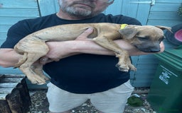 Lurcher dogs for sale: Lurcher Puppies  - Image 1