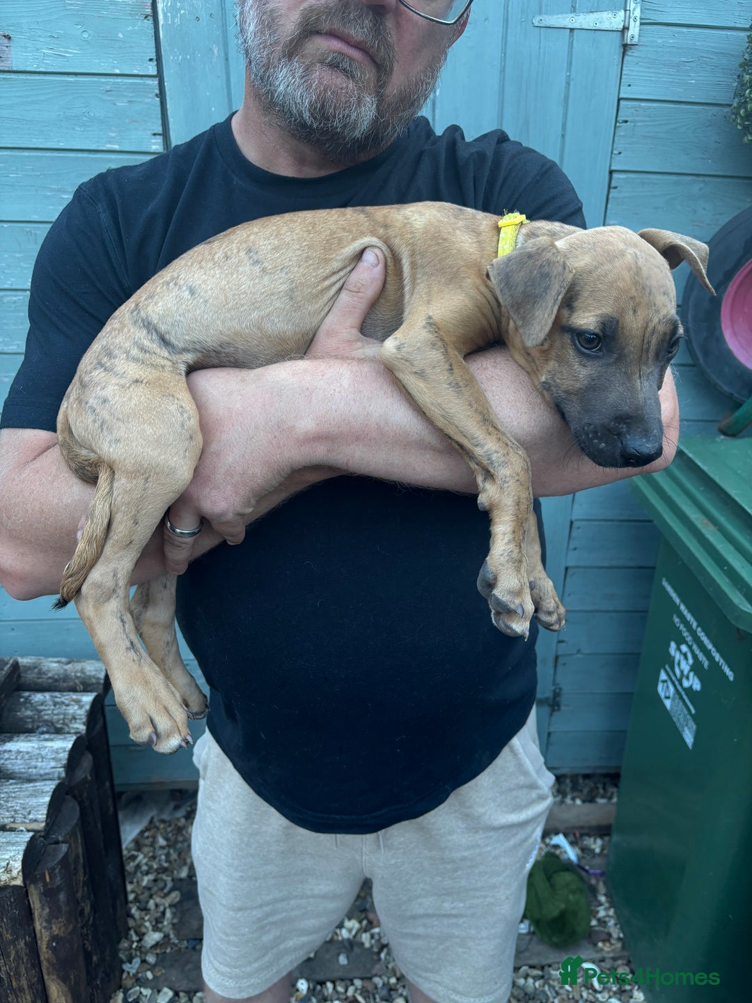 Lurcher dogs for sale: Lurcher Puppies  - Image 1