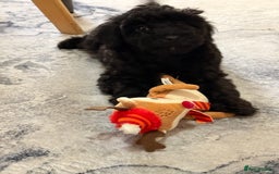 Cockapoo dogs for sale: Little Cockapoo boy - Image 1