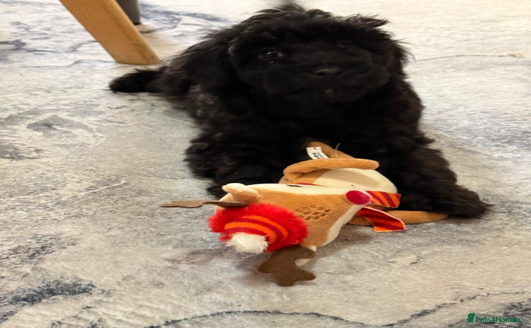 Cockapoo dogs - Advert 13