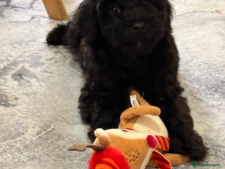 Cockapoo dogs - Advert 2