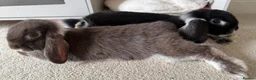 Mini Lop rabbits for sale: 2 mini lop sisters in Telford - Advert 3