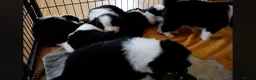 Border Collie dogs for sale: ISDS registered pups from amazing lines - Advert 28