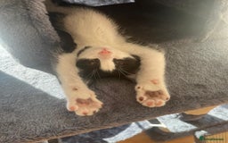 Domestic Shorthair cats for sale: Looking for a Loving Home for Our Sweet Cat 🐾 - Image 5