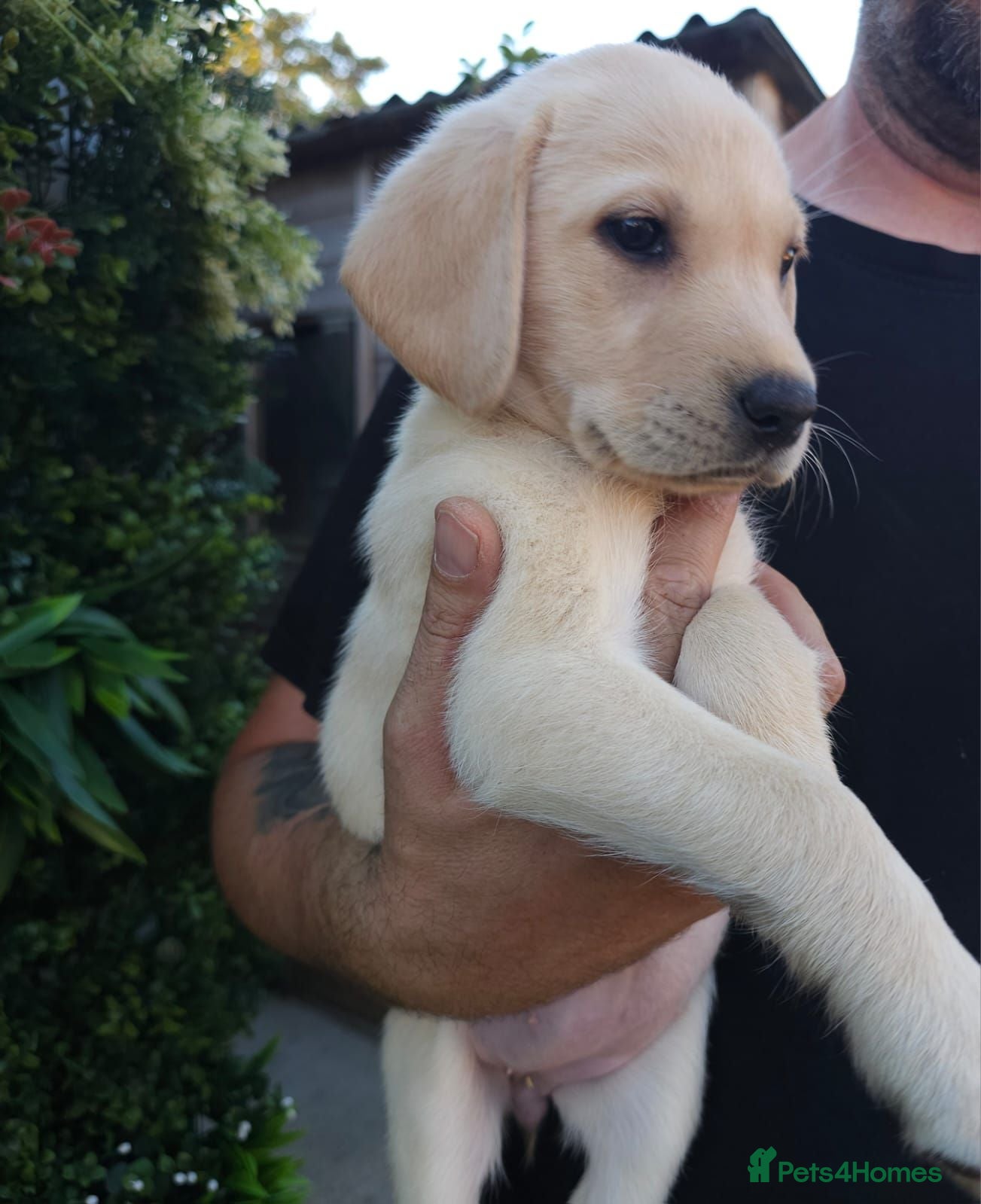 Labrador Retriever dogs 🐾 Labrador Puppies for Sale 🐾 - Advert 1