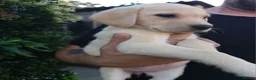 Labrador Retriever dogs for sale: 🐾 Labrador Puppies for Sale 🐾 in Folkestone - Advert 1