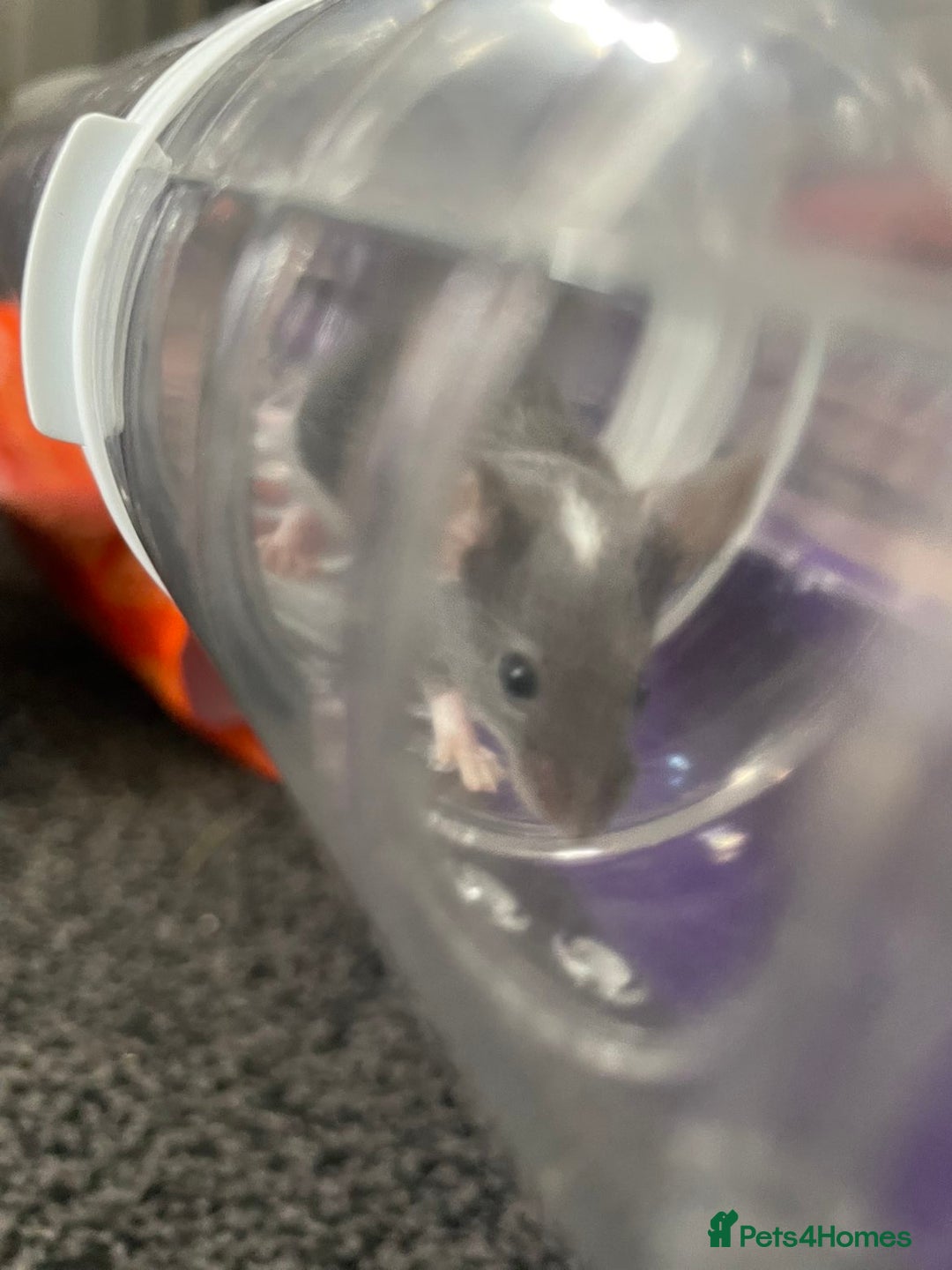 Mouse rodents for sale: Female mice free to good home - Image 7