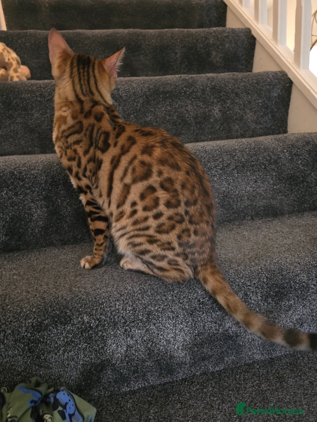Bengal cats for sale: 🐾 Beautiful Bengal Cat Looking for a New Home 🐾 - Image 3