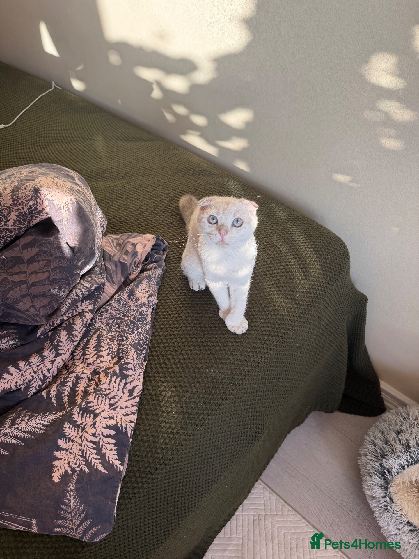 Scottish Fold cats Scotish fold  - Advert 1