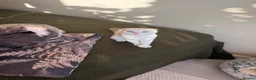 Scottish Fold cats for sale: Scotish fold  - Advert 1