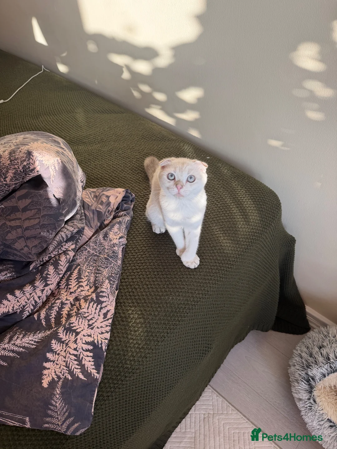 Scottish Fold cats for sale: Scotish fold  - Advert 1