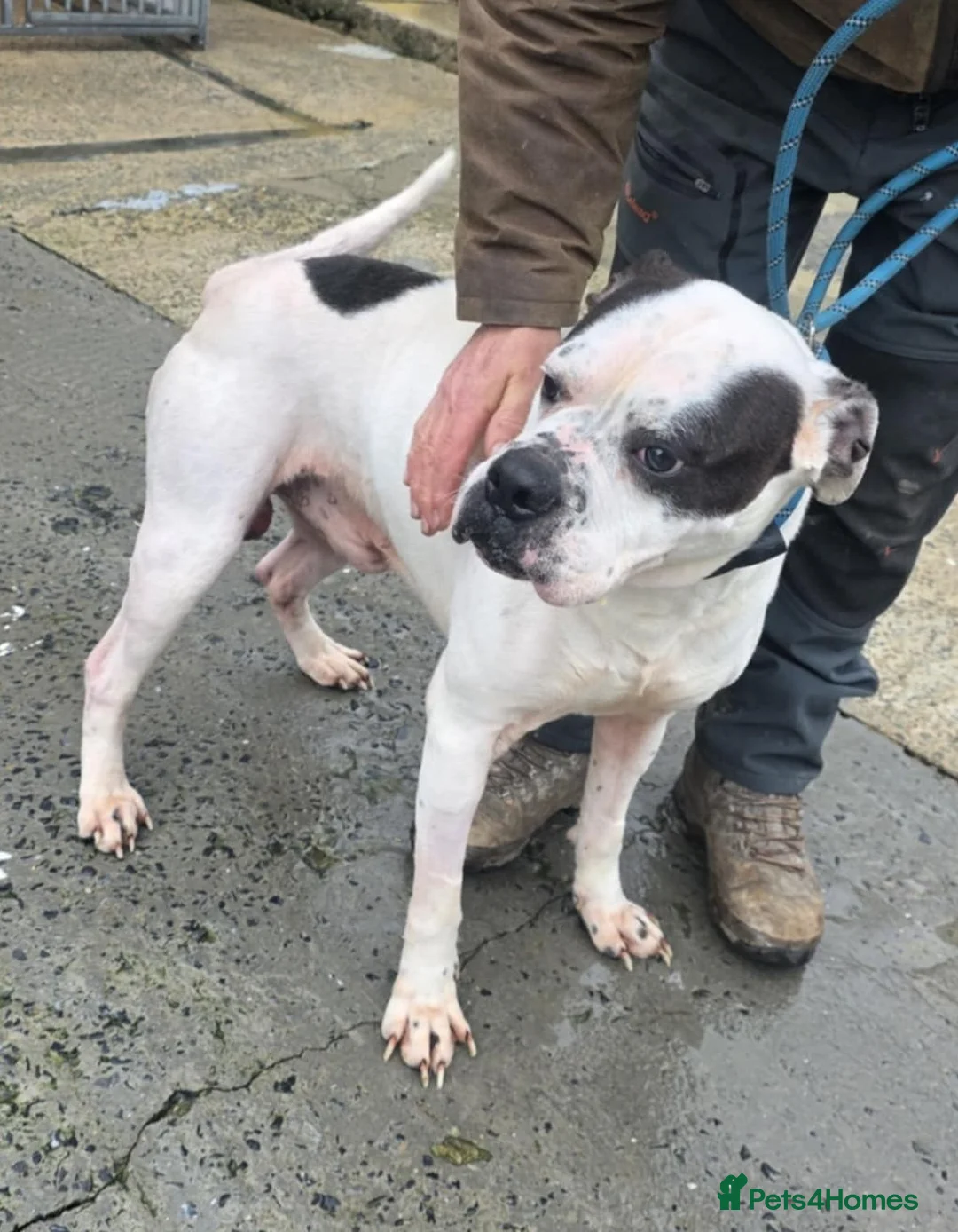 Mixed Breed dogs for adoption: CHARLIE 4yr old mixed breed - Advert 1