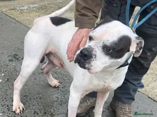 Mixed Breed dogs CHARLIE 4yr old mixed breed - Advert 1