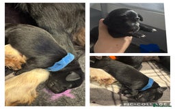 Mixed Breed dogs for sale: Collie cross (Dollie’s) - Image 1