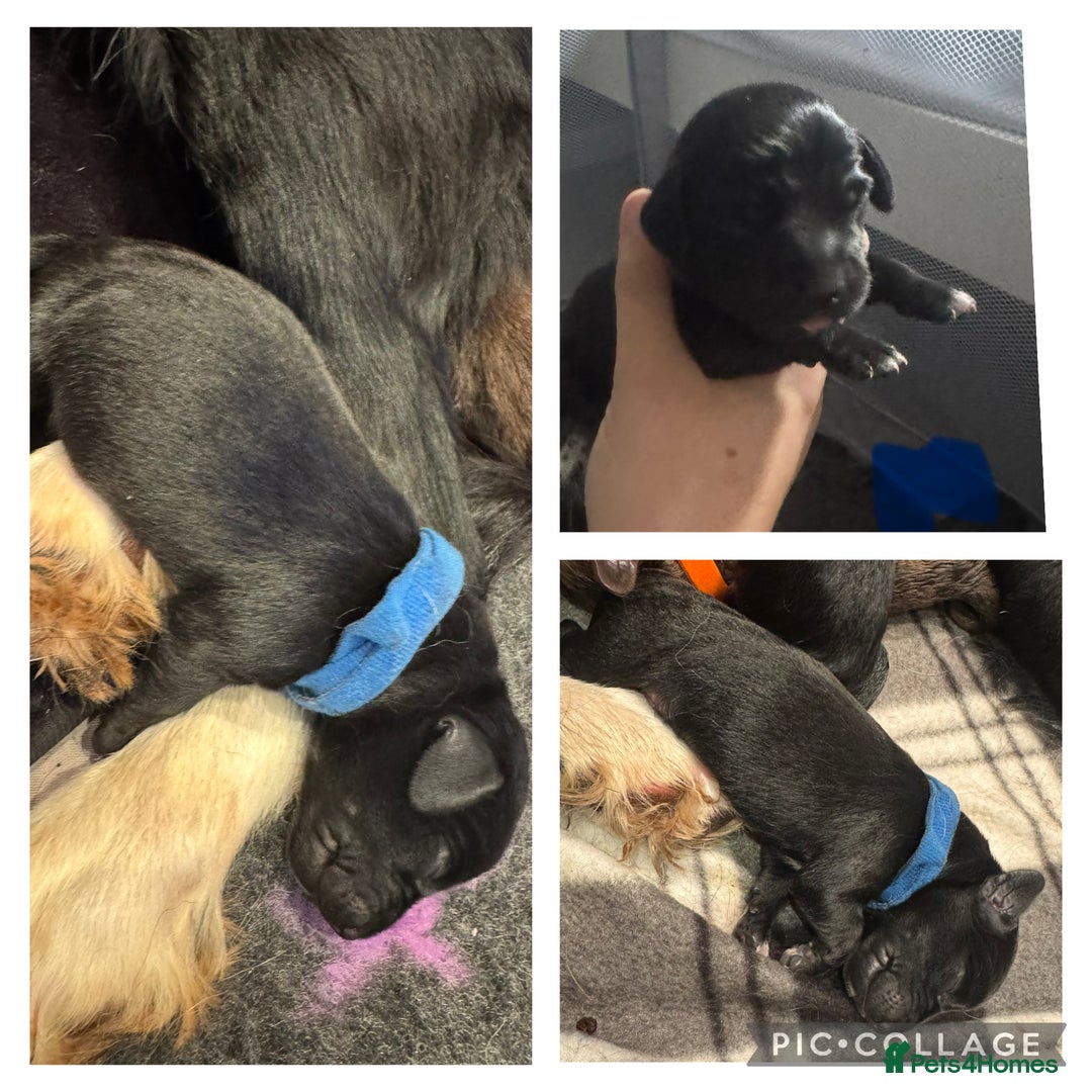 Mixed Breed dogs for sale: Collie cross (Dollie’s) - Image 1