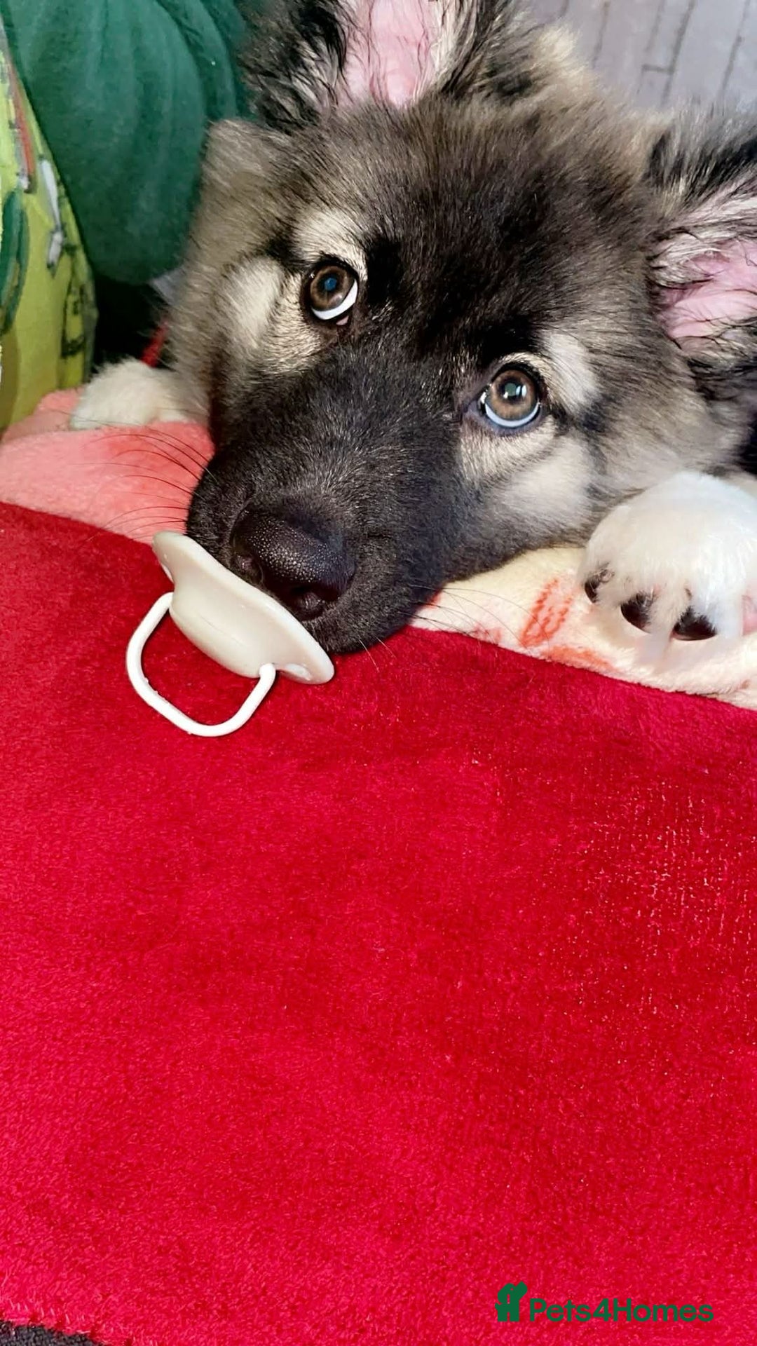 Shepsky dogs for sale: Diego balog - Advert 4