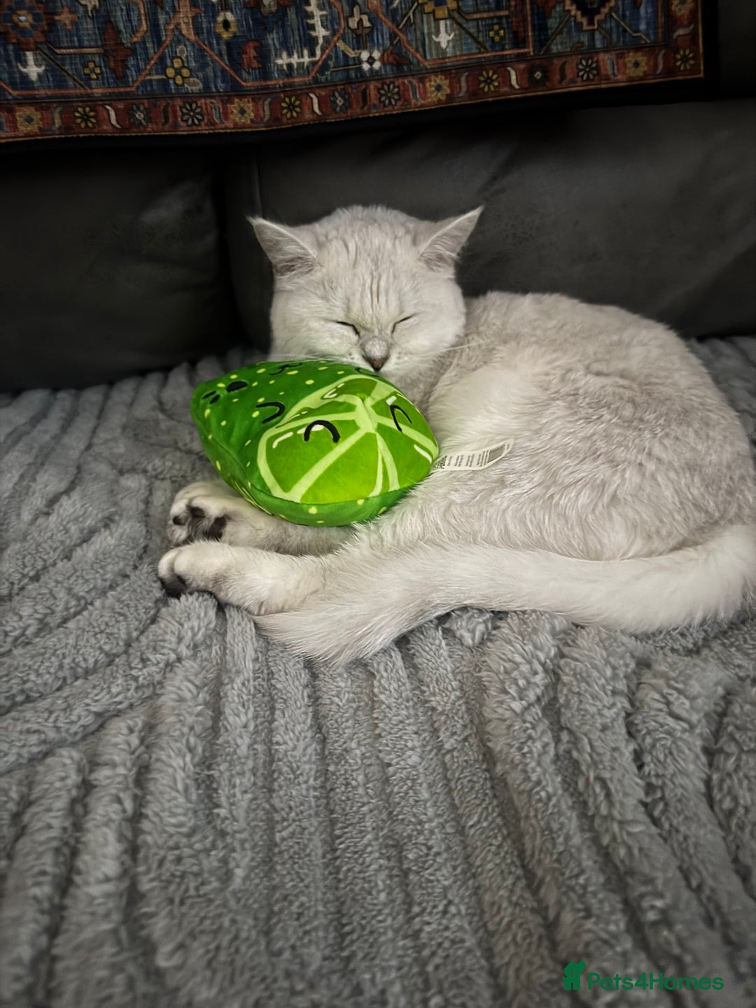 British Shorthair cats for sale: Champion Line Registered Chinchilla British sh - Advert 8