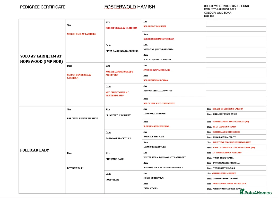Dachshund dogs for stud: CHAMPION LINES 0% COI WIREHAIRED DACHSHUND STUD  in Stockton-on-Tees - Advert 11