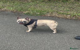 French Bulldog dogs for sale: French bulldog girl for rehome - Advert 11