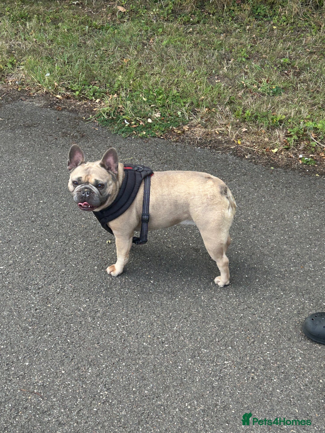 French Bulldog dogs for sale: French bulldog girl for rehome - Advert 11