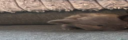 Dwarf Lop rabbits for sale: Mini lop babies - Advert 1