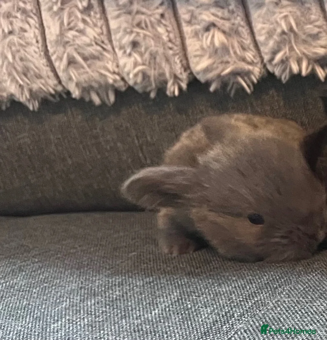 Dwarf Lop rabbits for sale: Mini lop babies - Advert 1