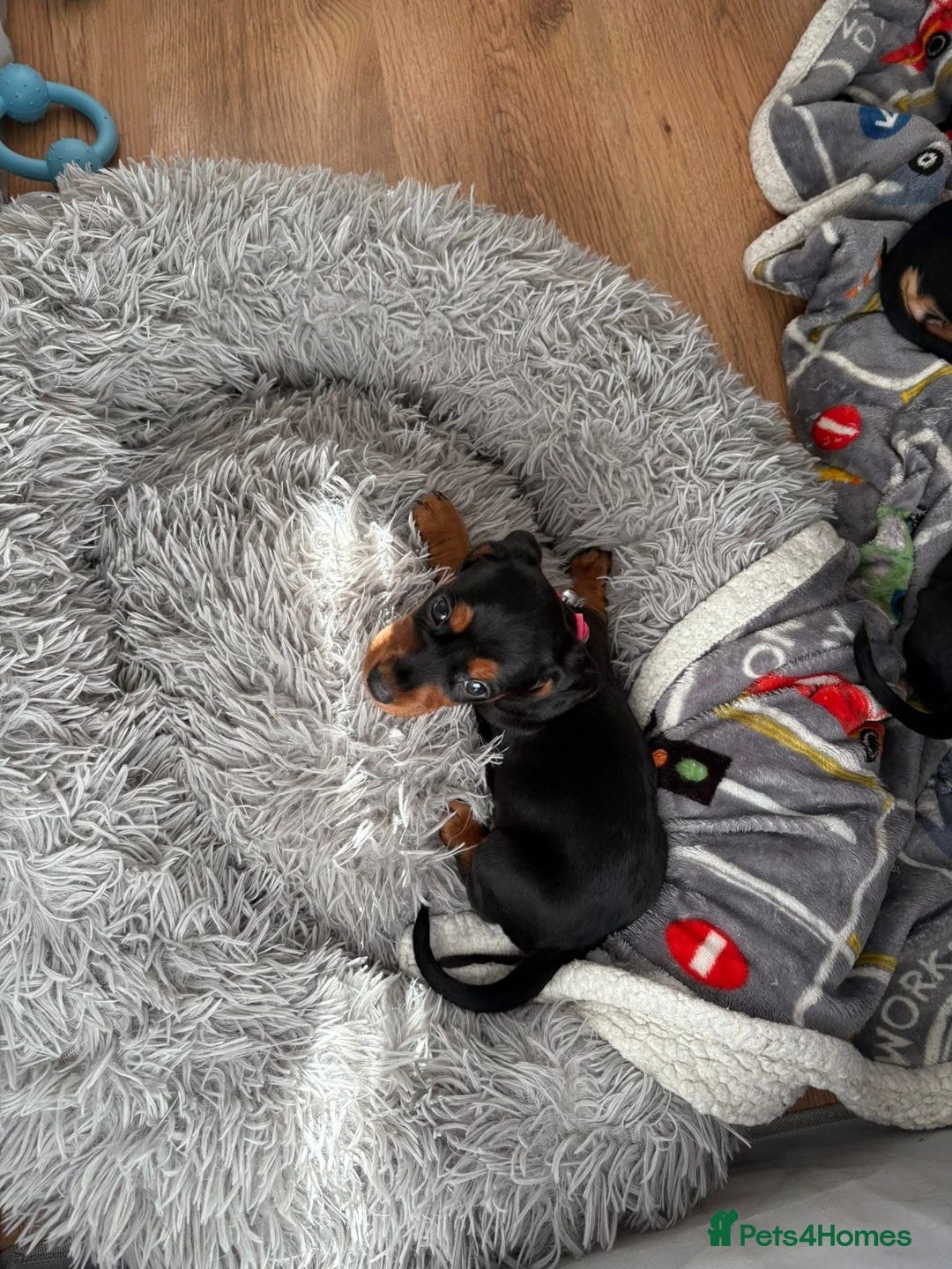 Mixed Breed dogs for sale: Docker Puppies For Sale🐶 - Image 10