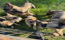 Belgian Shepherd Dog dogs for sale: Belgian shepherd pups - Image 6