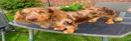 Dachshund dogs for sale: Miniature dachshund pups - Advert 2
