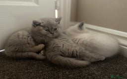 British Shorthair cats for sale: Stunning fluffy kittens  - Image 14