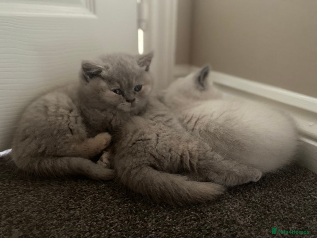 British Shorthair cats for sale: Stunning fluffy kittens  - Image 14