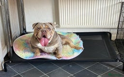 English Bulldog dogs for sale: English Bulldog Pair for Breeding - Image 15