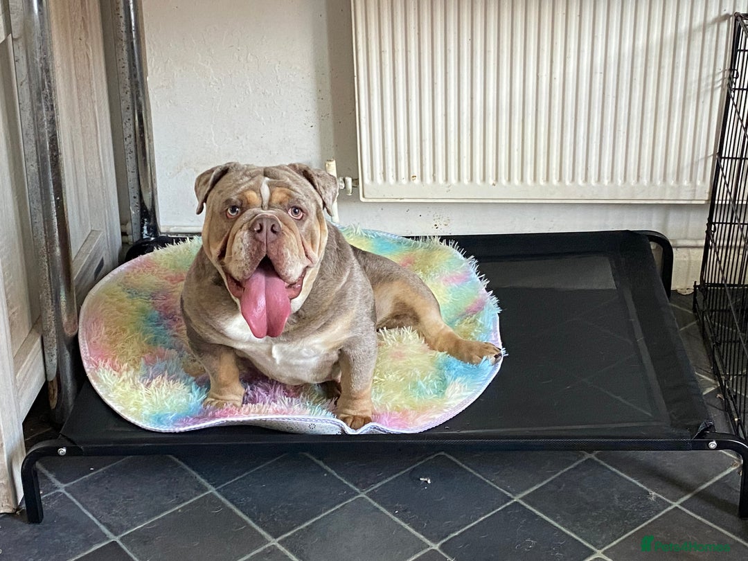 English Bulldog dogs for sale: English Bulldog Pair for Breeding - Image 15
