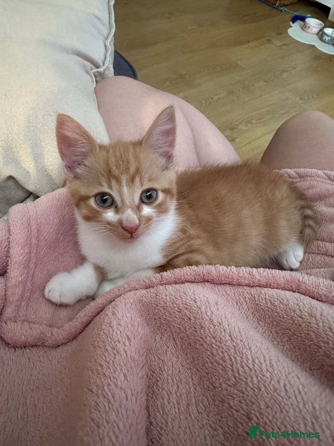 British Shorthair cats for sale: Ginger tabby cat - Image 3