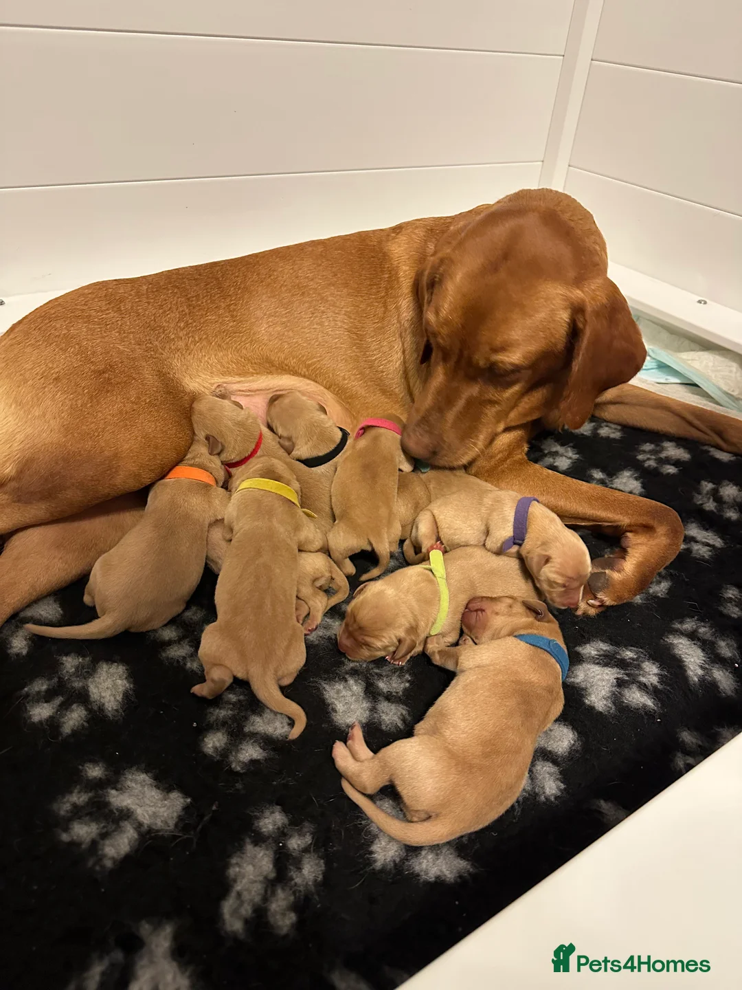 Labrador Retriever dogs for sale: KC Fox Red Labrador Pups FTCH Sire - Health Tested - Advert 27