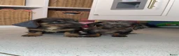 Miniature Dachshund dogs for sale: 5 Minature long haired Daxis  Looking for love  in Rugby - Advert 19