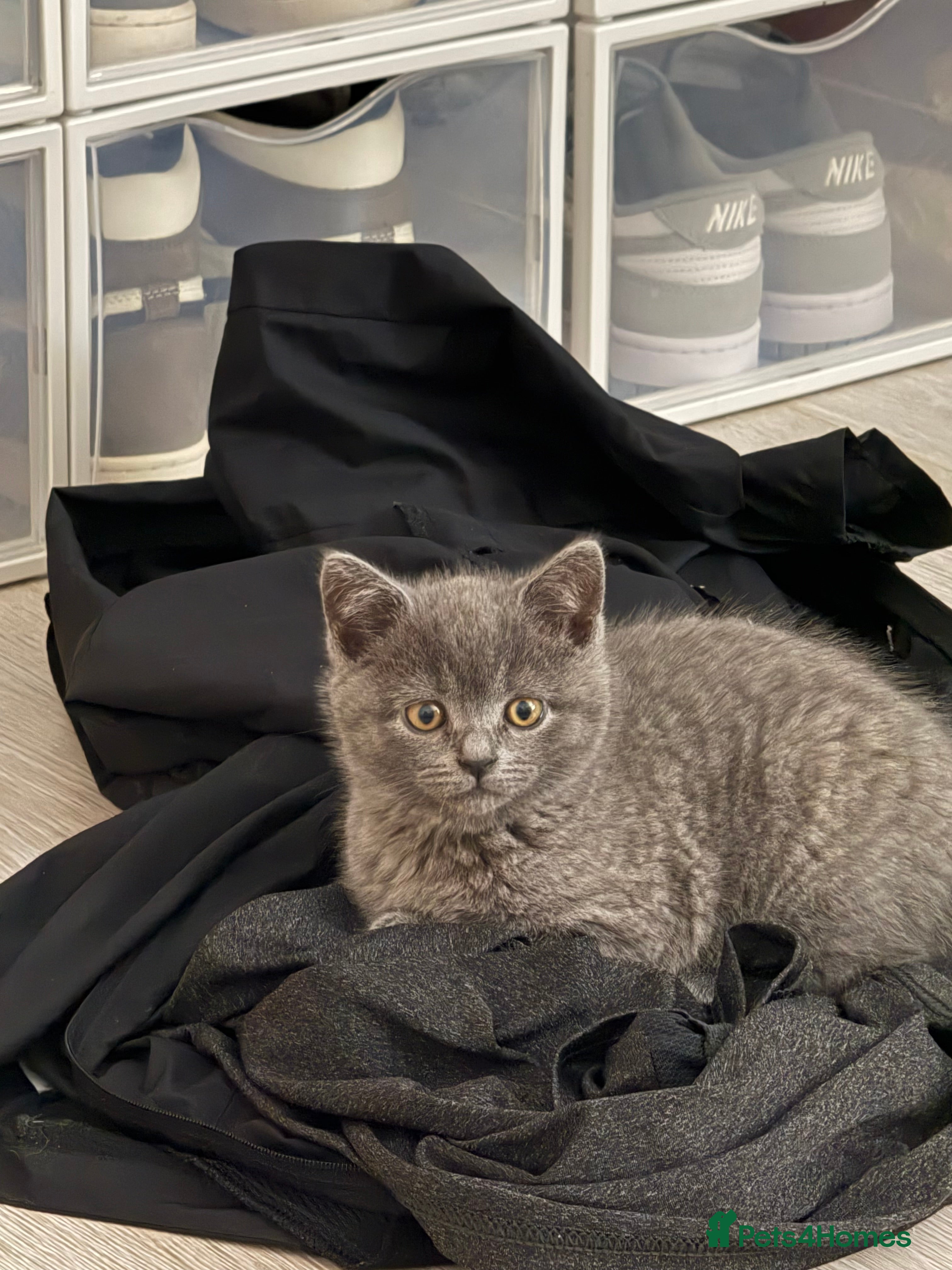 British Shorthair cats British Shorthair Female - Advert 1