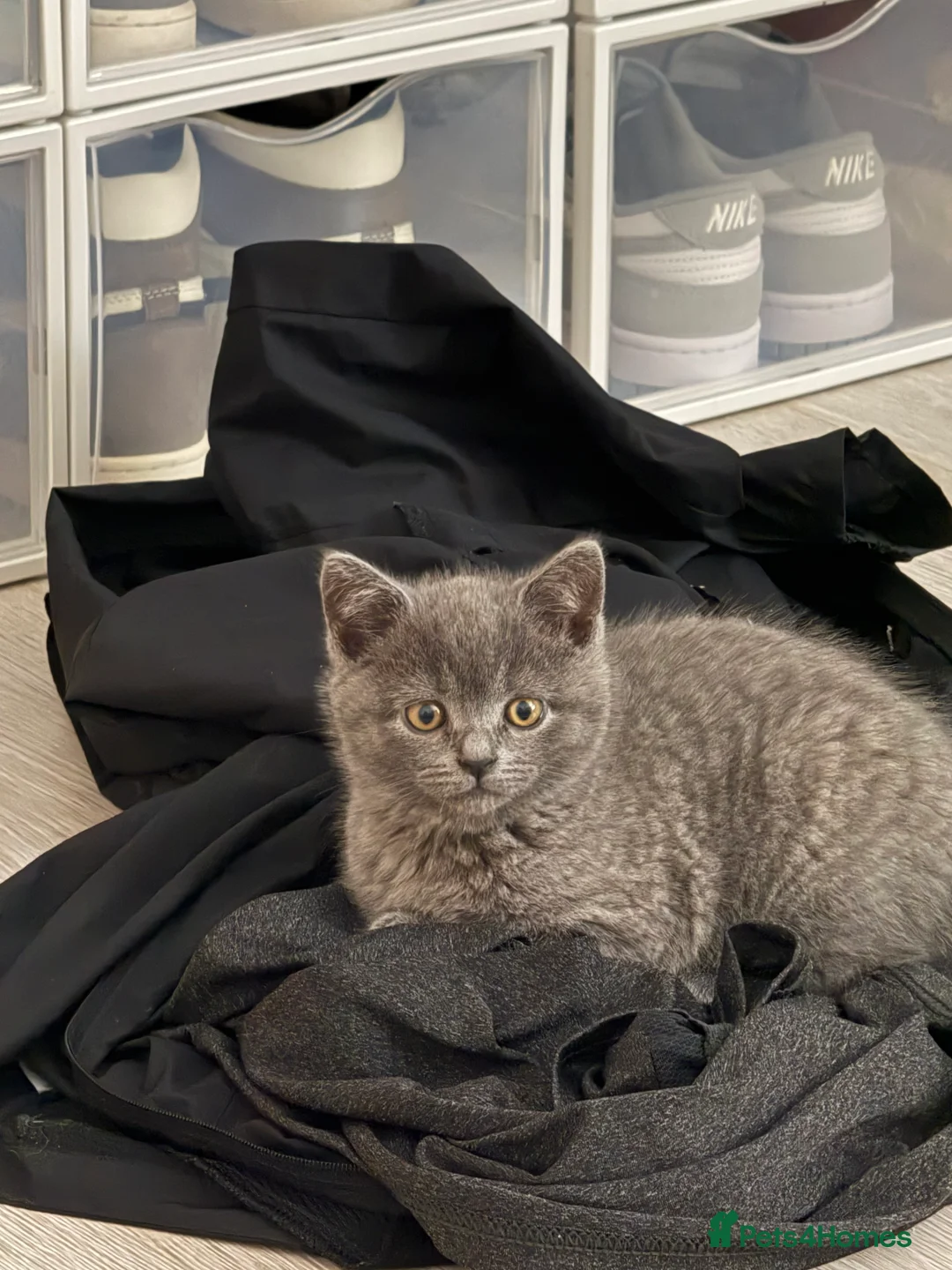 British Shorthair cats for sale: British Shorthair Female - Advert 1