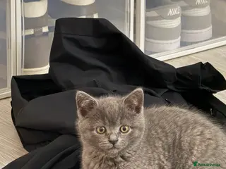 British Shorthair cats British Shorthair Female - Advert 1